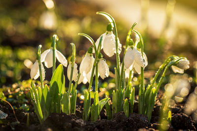 Beautiful snowdrops first spring flowers.