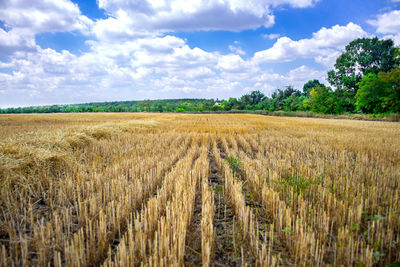 Scenic view of agricultural field against sky