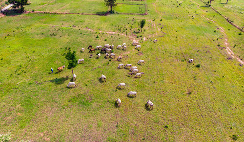 High angle view of sheep on field