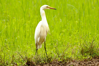 View of a bird on field