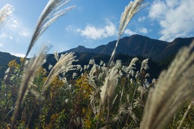 Close-up of plants growing on field against sky