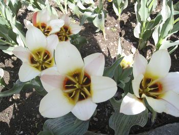 High angle view of white flowering plant