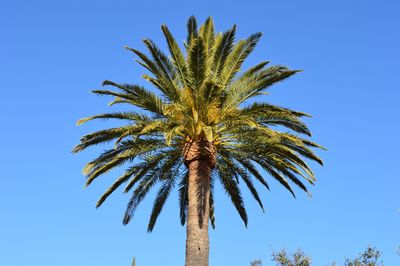 Low angle view of palm tree against clear blue sky