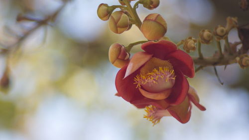 Close-up of red flowering plant