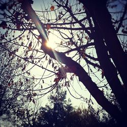 Low angle view of bare trees against sky