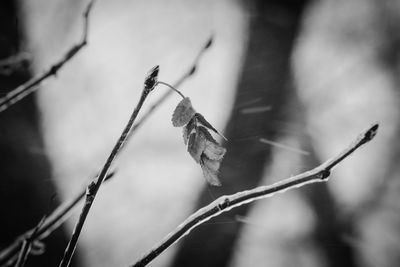 Close-up of dead plant