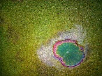 High angle view of leaf on grass