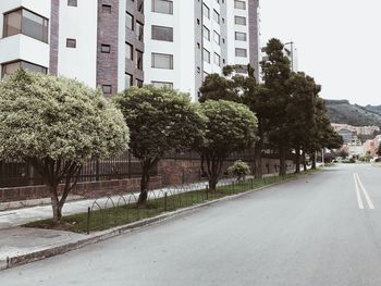 Trees by road in city