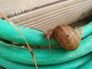 Close-up of snail