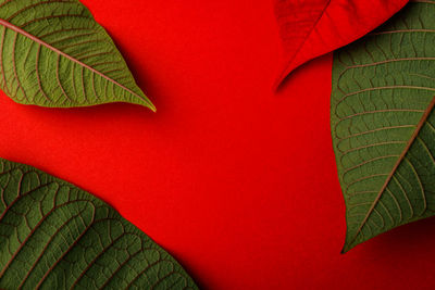 Close-up of plant leaves during autumn