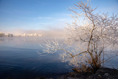 Bare tree by lake against sky