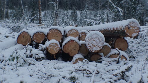 View of snow covered land and trees in forest