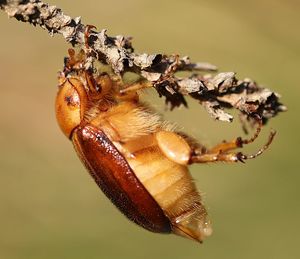 Close-up of butterfly on plant