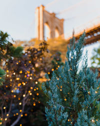 Illuminated plants against brooklyn bridge