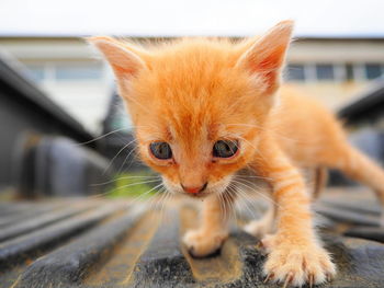 Portrait of ginger cat