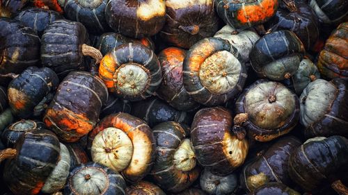 Full frame shot of shells