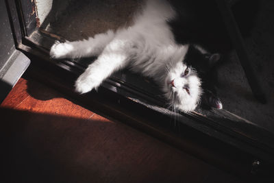 High angle view of cat resting on table at home
