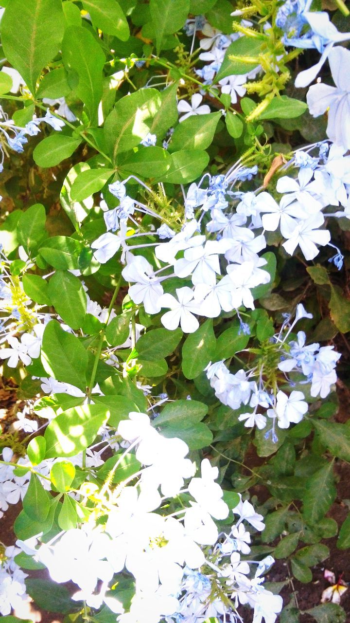 leaf, growth, white color, green color, nature, beauty in nature, plant, high angle view, flower, freshness, fragility, day, season, outdoors, field, leaves, no people, tranquility, white, full frame