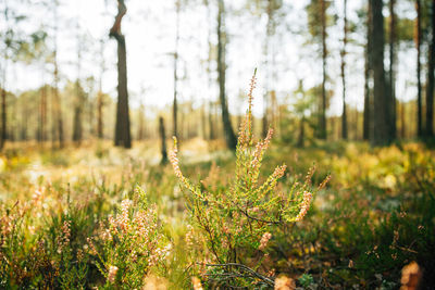 Close-up of plants growing in forest