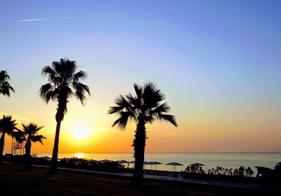 Silhouette of palm trees on beach