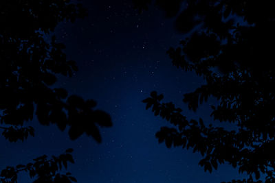 Low angle view of silhouette trees against sky at night