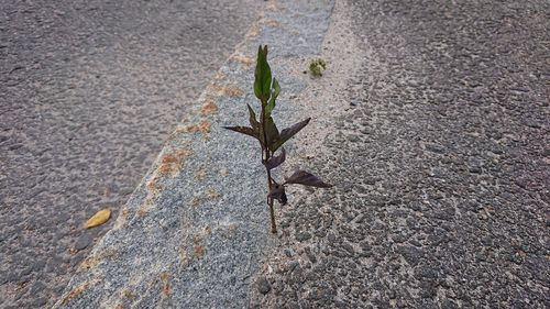 High angle view of plant on road