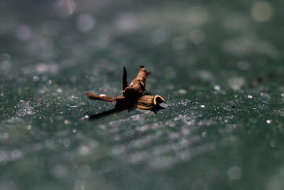 Close-up of dried leaves on wet surface