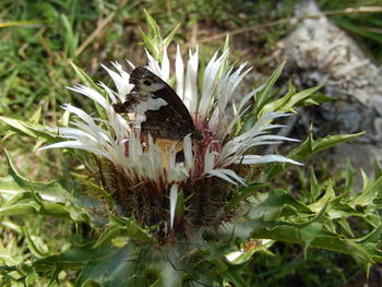 Close-up of butterfly perching on leaf