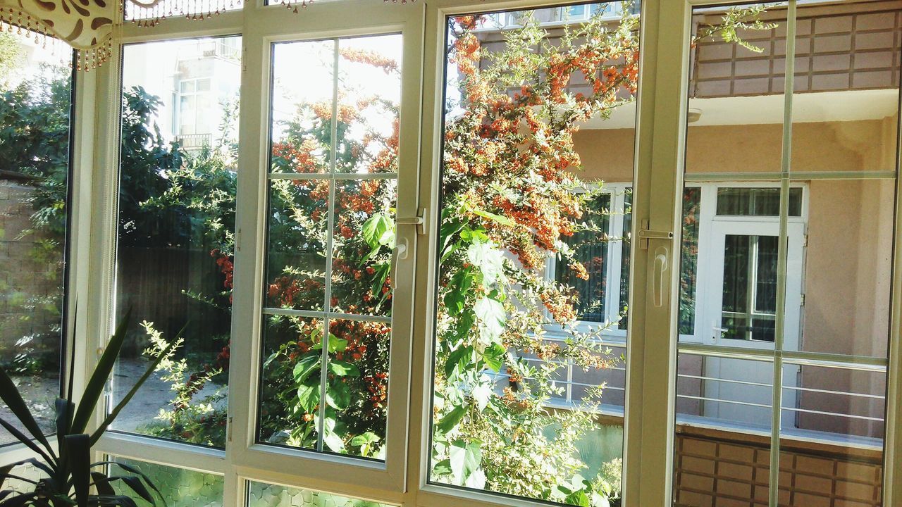 TREES AND PLANTS SEEN THROUGH GLASS WINDOW OF BUILDING