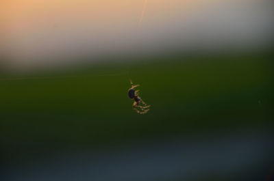 Close-up of insect on plant