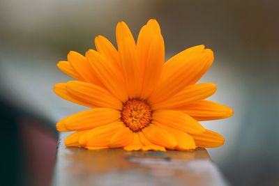 Close-up of orange flower on railing