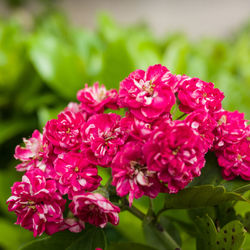 Close-up of pink flower