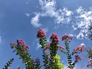 Low angle view of flowering plant against blue sky