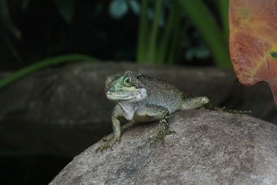 Close-up of lizard