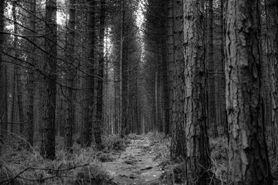 Road passing through forest