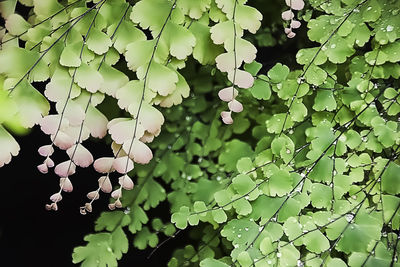 Close-up of fresh green tree