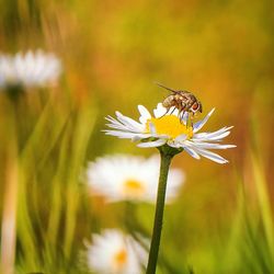 Close-up of white dandelion