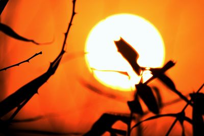 Close-up of silhouette leaves against sun during sunset