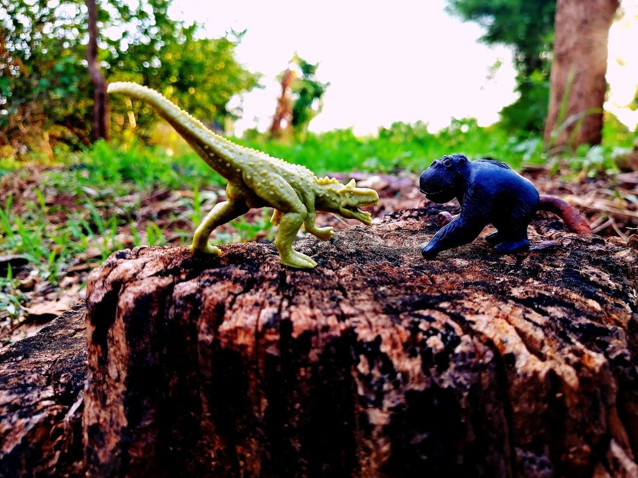 animal, animal themes, animal wildlife, one animal, tree, animals in the wild, nature, focus on foreground, vertebrate, no people, reptile, lizard, plant, rock, day, outdoors, wood - material, rock - object, close-up, trunk, wild, bark