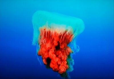 Close-up of jellyfish against blue background