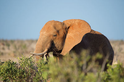 View of elephant by plant