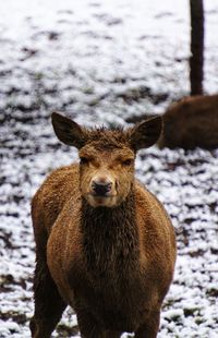 Portrait of giraffe standing on snow