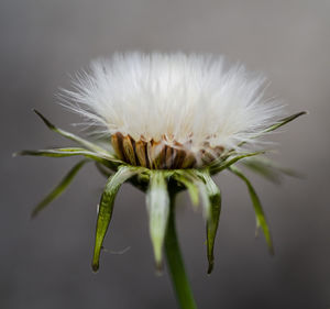 Close-up of white dandelion flower
