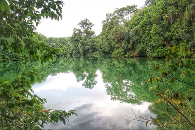 Scenic reflection of plants in calm lake