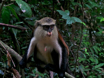 Tantalus monkey perched on a branch in the forest