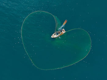 High angle view of jellyfish in sea