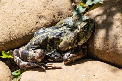 Close-up of frog