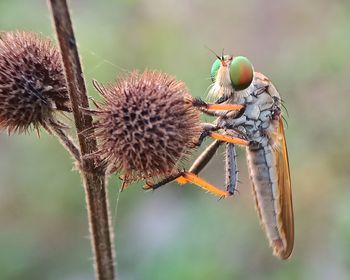 Rainbow robberfly