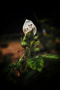 Close-up of plant