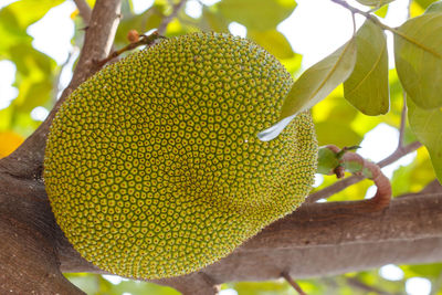 Close-up of lizard on tree